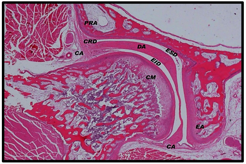 Mandíbula  Anatomia Odonto